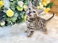 ベンガル【愛媛県・男の子・2025年10月1日・ブラウン・スポテッド・タビー(ロゼット)】の写真12