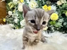 ベンガル【愛媛県・女の子・2025年8月25日・ミンクチャコール・スポテッド・タビー(ロゼット)】の写真12