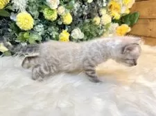 ベンガル【愛媛県・男の子・2025年10月4日・リンクスチャコール・スポテッド・タビー(ロゼット)】の写真12