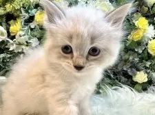 サイベリアン【愛媛県・女の子・2025年7月12日・ネヴァマスカレード・リンクスポイント】の写真13