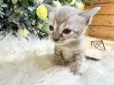 ベンガル【愛媛県・男の子・2025年8月25日・リンクスチャコール・スポテッド・タビー(ロゼット)】の写真13