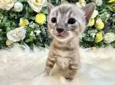 ベンガル【愛媛県・女の子・2025年8月25日・ミンクチャコール・スポテッド・タビー(ロゼット)】の写真13