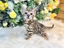 ベンガル【愛媛県・男の子・2025年10月1日・ブラウン・スポテッド・タビー(ロゼット)】の写真13