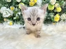 ベンガル【愛媛県・男の子・2025年10月4日・リンクスチャコール・スポテッド・タビー(ロゼット)】の写真13