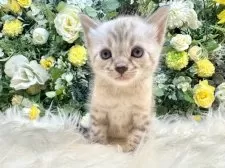 ベンガル【愛媛県・男の子・2025年10月4日・リンクスチャコール・スポテッド・タビー(ロゼット)】の写真14