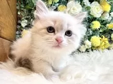 サイベリアン【愛媛県・女の子・2025年1月23日・ネヴァマスカレード・リンクスポイント】の写真14