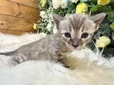 ベンガル【愛媛県・女の子・2025年8月25日・ミンクチャコール・スポテッド・タビー(ロゼット)】の写真14