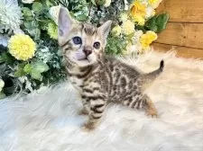 ベンガル【愛媛県・男の子・2025年10月1日・ブラウン・スポテッド・タビー(ロゼット)】の写真14