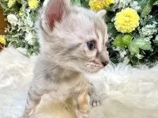 ベンガル【愛媛県・男の子・2025年8月25日・リンクスチャコール・スポテッド・タビー(ロゼット)】の写真15