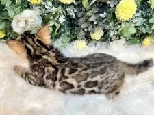 ベンガル【愛媛県・男の子・2025年7月3日・ブラウン・スポテッド・タビー(ロゼット)】の写真15