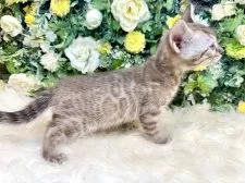 ベンガル【愛媛県・男の子・2025年8月25日・ミンクチャコール・スポテッド・タビー(ロゼット)】の写真15