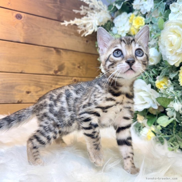 ブリーダー画像