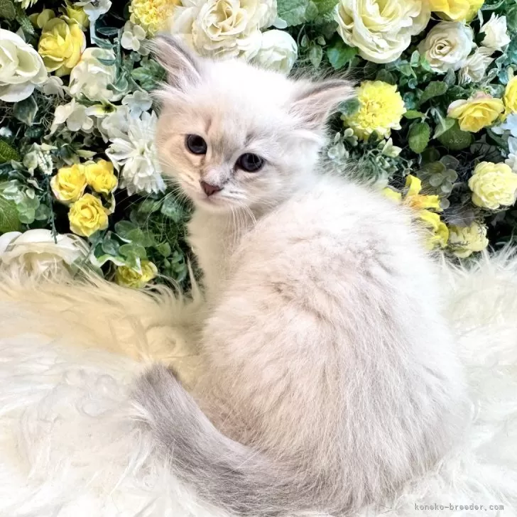 ID:2502-02434の子猫