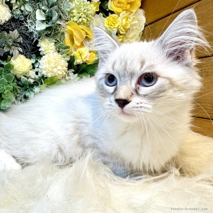 ブリーダー画像