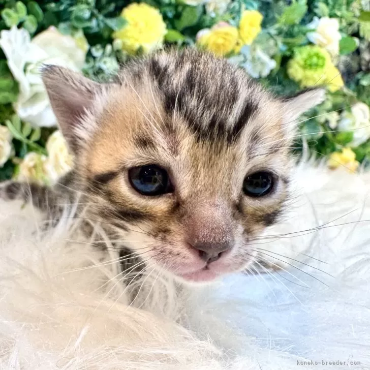 ID：2504-00769の子猫