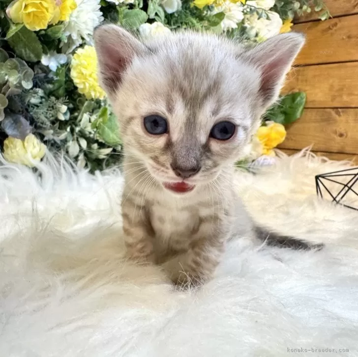 めろん 様のお迎えした子猫