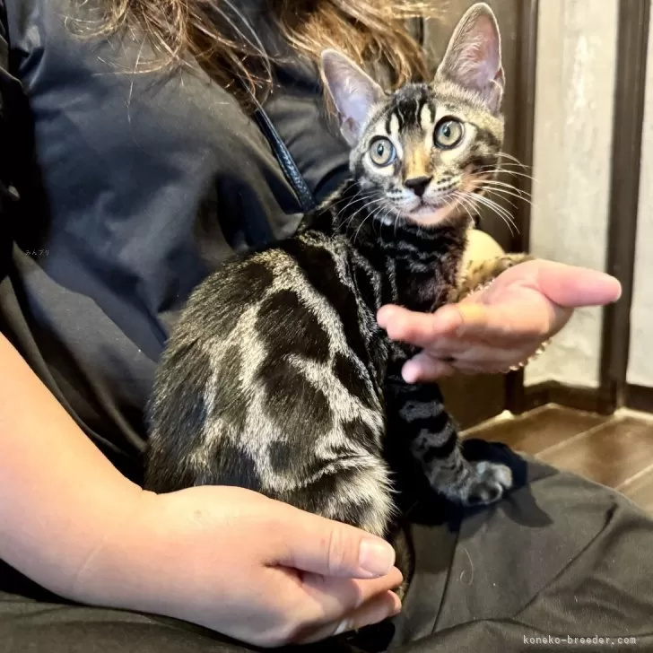 タケル 様のお迎えした子猫