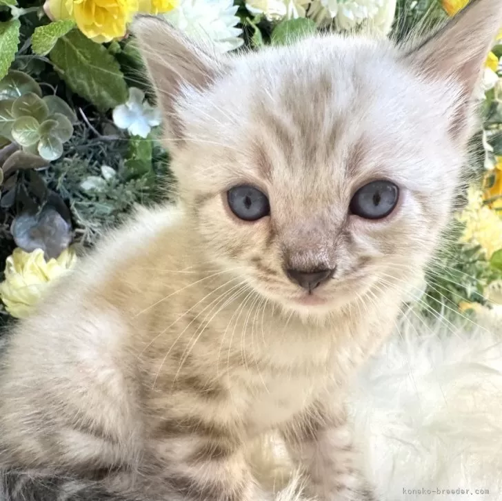 ベンガル【愛媛県・男の子・2025年10月4日・リンクスチャコール・スポテッド・タビー(ロゼット)】の写真1