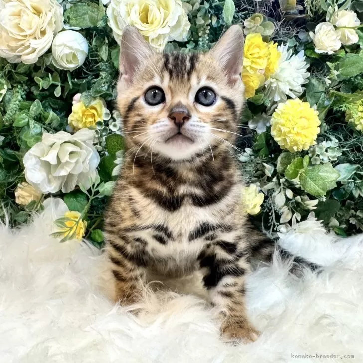 ID：2507-03045の子猫