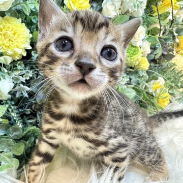 ベンガル【愛媛県・女の子・2025年10月1日・ブラウン・スポテッド・タビー(ロゼット)(美ロゼット・グリッター有り)】の写真「ハイグレードな美ロゼットベンガル」