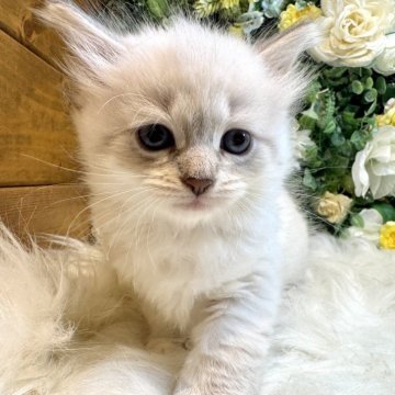 サイベリアン【愛媛県・女の子・2025年7月12日・ネヴァマスカレード・リンクスポイント（もふもふ）】の写真「チャーちゃんのもふもふで癒されてください❤️」