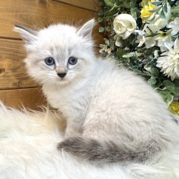 サイベリアン【愛媛県・女の子・2025年7月12日・ネヴァマスカレード・リンクスポイント（もふもふ）】の写真「ボンちゃんのもふもふで癒されてください❤️」