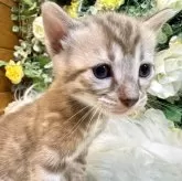 ベンガル