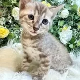ベンガル