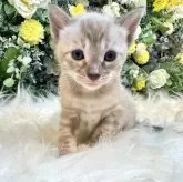 ベンガル