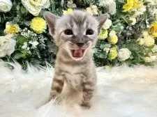 ベンガル【愛媛県・女の子・2025年8月25日・ミンクチャコール・スポテッド・タビー(ロゼット)】の写真2