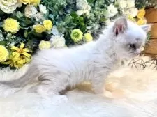 サイベリアン【愛媛県・女の子・2025年1月23日・ネヴァマスカレード・リンクスポイント】の写真2