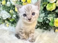 ベンガル【愛媛県・男の子・2025年10月4日・リンクスチャコール・スポテッド・タビー(ロゼット)】の写真2