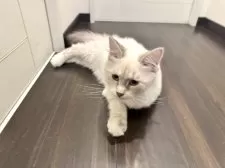 サイベリアン【愛媛県・女の子・2024年8月31日・ネヴァマスカレード・リンクスポイント】の写真2