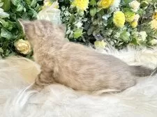 ベンガル【愛媛県・男の子・2025年8月25日・リンクスチャコール・スポテッド・タビー(ロゼット)】の写真2