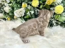 ベンガル【愛媛県・女の子・2025年8月25日・ミンクチャコール・スポテッド・タビー(ロゼット)】の写真3