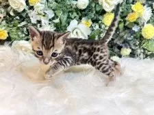 ベンガル【愛媛県・女の子・2025年10月1日・ブラウン・スポテッド・タビー(ロゼット)】の写真3