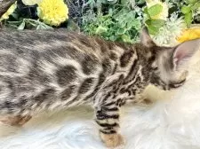 ベンガル【愛媛県・女の子・2025年3月19日・ブラウン・スポテッド・タビー(ロゼット)】の写真4