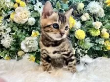 ベンガル【愛媛県・男の子・2025年7月3日・ブラウン・スポテッド・タビー(ロゼット)】の写真4