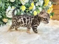 ベンガル【愛媛県・女の子・2025年10月1日・ブラウン・スポテッド・タビー(ロゼット)】の写真4