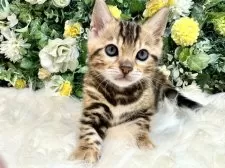 ベンガル【愛媛県・男の子・2025年7月3日・ブラウン・スポテッド・タビー(ロゼット)】の写真5