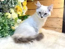 サイベリアン【愛媛県・女の子・2025年7月12日・ネヴァマスカレード・リンクスポイント】の写真5