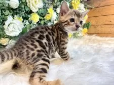 ベンガル【愛媛県・男の子・2025年10月1日・ブラウン・スポテッド・タビー(ロゼット)】の写真5