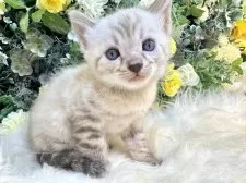 ベンガル【愛媛県・男の子・2025年10月4日・リンクスチャコール・スポテッド・タビー(ロゼット)】の写真6