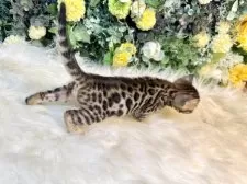 ベンガル【愛媛県・女の子・2025年10月1日・ブラウン・スポテッド・タビー(ロゼット)】の写真7