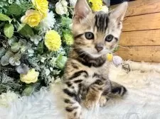 ベンガル【愛媛県・男の子・2025年7月3日・ブラウン・スポテッド・タビー(ロゼット)】の写真7