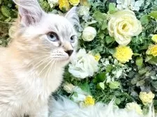 サイベリアン【愛媛県・女の子・2025年7月12日・ネヴァマスカレード・リンクスポイント】の写真7