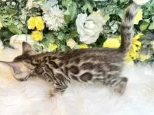 ベンガル【愛媛県・女の子・2025年3月19日・ブラウン・スポテッド・タビー(ロゼット)】の写真8