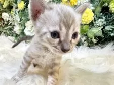 ベンガル【愛媛県・男の子・2025年8月25日・リンクスチャコール・スポテッド・タビー(ロゼット)】の写真8