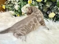 ベンガル【愛媛県・女の子・2025年8月25日・ミンクチャコール・スポテッド・タビー(ロゼット)】の写真8