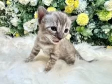 ベンガル【愛媛県・女の子・2025年8月25日・ミンクチャコール・スポテッド・タビー(ロゼット)】の写真9